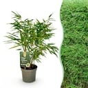 Gräser - Fargesia Rufa - Bambus - Nicht Wuchernd - Grün - 1 Pflanze - Topf 17 cm - Höhe 60 cm