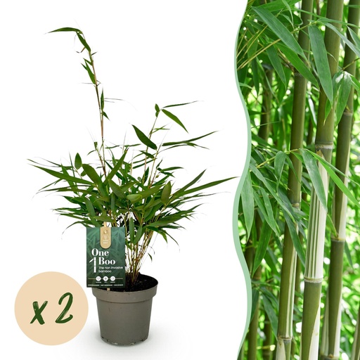 "Gräser - Fargesia robusta Pingwu - Bambus - Nicht wuchernd - Grün - 2 Pflanzen - Topf 14 cm - Höhe 35 cm image"