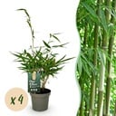 Gräser - Fargesia robusta Pingwu - Bambus - Nicht Wuchernd - Grün - 4 Pflanzen - Topf 14 cm - Höhe 35 cm