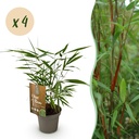 Gräser - Fargesia Asian Wonder - Bambus - Nicht Wuchernd - Grün - 4 Pflanzen - Topf 14 cm - Höhe 35 cm