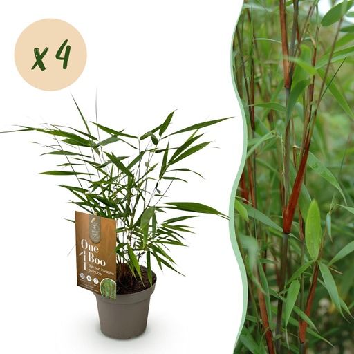 "Gräser - Fargesia Asian Wonder - Bambus - Nicht Wuchernd - Grün - 4 Pflanzen - Topf 14 cm - Höhe 35 cm image"