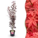 Gartenpflanze - Acer palmatum Atropurpureum - Japanischer Ahorn - Laubabwerfend - Lila - 1 - Topf 26cm - Höhe 90cm