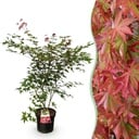 Gartenpflanze - Acer palmatum Beni Maiko - Japanischer Ahorn - Laubabwerfend - Rot - 1 - Topf 26cm - Höhe 90cm