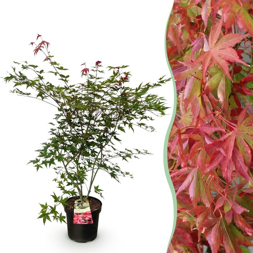 "Gartenpflanze - Acer palmatum Beni Maiko - Japanischer Ahorn - Laubabwerfend - Rot - 1 - Topf 26cm - Höhe 90cm image"