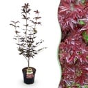 Gartenpflanze - Acer palmatum Bloodgood - Japanischer Ahorn - Laubabwerfend - Rot - 1 - Topf 26cm - Höhe 90cm