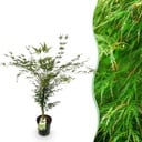 Gartenpflanze - Acer palmatum Emerald Lace - Japanischer Ahorn - Laubabwerfend - Grün - 1 - Topf 26cm - Höhe 90cm