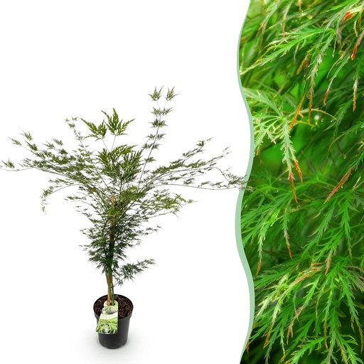 "Gartenpflanze - Acer palmatum Emerald Lace - Japanischer Ahorn - Laubabwerfend - Grün - 1 - Topf 26cm - Höhe 90cm image"