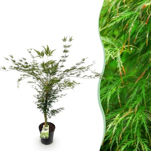 "Fächerahorn (Acer palmatum) – winterharter Zierbaum, Höhe ca. 26 cm image"