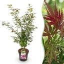 Gartenpflanze - Acer palmatum Jerre Swarts - Japanischer Ahorn - Laubabwerfend - Orange-Rot - 1 - Topf 26cm - Höhe 90cm