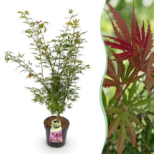 "Gartenpflanze - Acer palmatum Jerre Swarts - Japanischer Ahorn - Laubabwerfend - Orange-Rot - 1 - Topf 26cm - Höhe 90cm image"