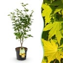 Gartenpflanze - Acer palmatum Jordan - Japanischer Ahorn - Laubabwerfend - Gelb - 1 - Topf 26cm - Höhe 90cm