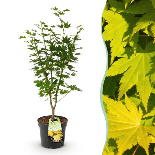 "Gartenpflanze - Acer palmatum Jordan - Japanischer Ahorn - Laubabwerfend - Gelb - 1 - Topf 26cm - Höhe 90cm image"