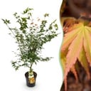 Gartenpflanze - Acer palmatum Katsura - Japanischer Ahorn - Laubabwerfend - Grün - 1 - Topf 26cm - Höhe 90cm