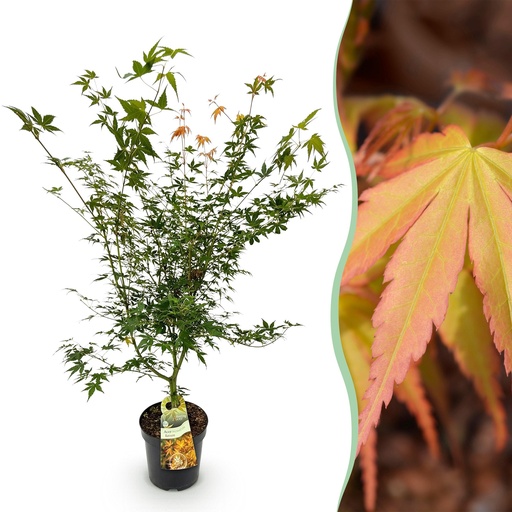 "Gartenpflanze - Acer palmatum Katsura - Japanischer Ahorn - Laubabwerfend - Grün - 1 - Topf 26cm - Höhe 90cm image"