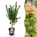 Gartenpflanze - Acer palmatum Koto Hime - Japanischer Ahorn - Laubabwerfend - Grün - 1 - Topf 26cm - Höhe 90cm