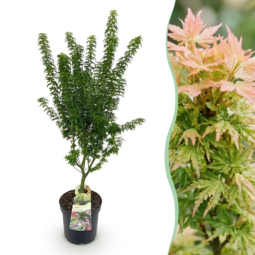 "Gartenpflanze - Acer palmatum Koto Hime - Japanischer Ahorn - Laubabwerfend - Grün - 1 - Topf 26cm - Höhe 90cm image"