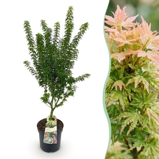"Fächerahorn 'Koto Hime' (Acer palmatum) – winterharter Zierstrauch, Topf-Ø 26 cm, Höhe ca. 90 cm image"