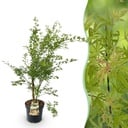 Gartenpflanze - Acer palmatum Methamorphosa - Japanischer Ahorn - Laubabwerfend - Grün - Orange - 1 - Topf 26cm - Höhe 90cm
