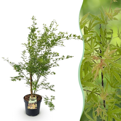 "Fächerahorn (Acer palmatum) – winterharter Zierbaum, Höhe ca. 26 cm image"