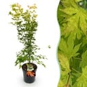Gartenpflanze - Acer palmatum Orange Dream - Japanischer Ahorn - Laubabwerfend - Orange - 1 - Topf 26cm - Höhe 90cm