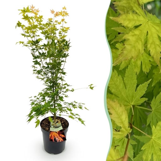 "Fächerahorn (Acer palmatum) – winterharter Zierstrauch, Höhe ca. 26 cm image"