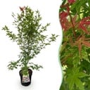 Gartenpflanze - Acer palmatum Phoenix - Japanischer Ahorn - Laubabwerfend - Grün - Rot - 1 - Topf 26cm - Höhe 90cm