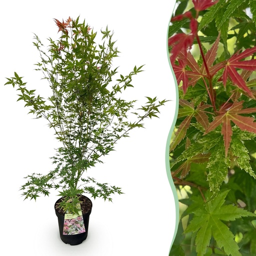 "Gartenpflanze - Acer palmatum Phoenix - Japanischer Ahorn - Laubabwerfend - Grün - Rot - 1 - Topf 26cm - Höhe 90cm image"