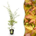 Gartenpflanze - Acer palmatum Sangokaku - Japanischer Ahorn - Laubabwerfend - Grün - 1 - Topf 26cm - Höhe 90cm