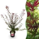 Gartenpflanze - Acer palmatum Shaina - Japanischer Ahorn - Laubabwerfend - Rot - 1 - Topf 26cm - Höhe 90cm