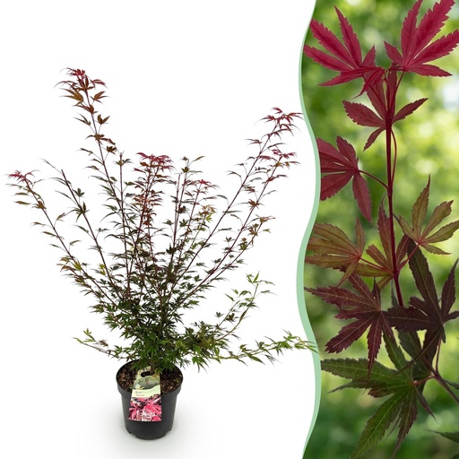 "Gartenpflanze - Acer palmatum Shaina - Japanischer Ahorn - Laubabwerfend - Rot - 1 - Topf 26cm - Höhe 90cm image"
