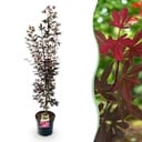 Gartenpflanze - Acer palmatum Skeeters Broom - Japanischer Ahorn - Laubabwerfend - Rot - 1 - Topf 26cm - Höhe 90cm