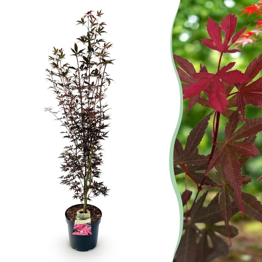 "Gartenpflanze - Acer palmatum Skeeters Broom - Japanischer Ahorn - Laubabwerfend - Rot - 1 - Topf 26cm - Höhe 90cm image"