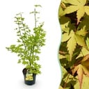Gartenpflanze - Acer palmatum Summergold - Japanischer Ahorn - Laubabwerfend - Gelb - 1 - Topf 26cm - Höhe 90cm
