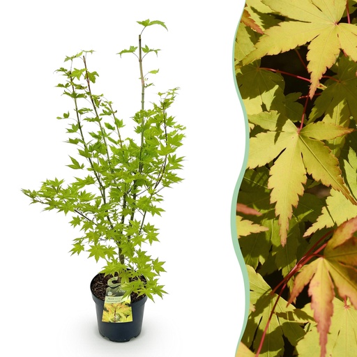 "Gartenpflanze - Acer palmatum Summergold - Japanischer Ahorn - Laubabwerfend - Gelb - 1 - Topf 26cm - Höhe 90cm image"