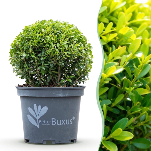 "Buxus Kugel - BetterBuxus Skylight - Widerstandsfähig gegen die Buxuskrankheit - 1 Pflanze - Topf 23cm Kugel 25cm image"