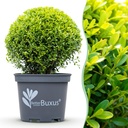 Buxus Kugel - BetterBuxus Skylight - Resistent gegen Buxusmehltau - 1 Pflanze - Topf 26cm Kugel 30cm