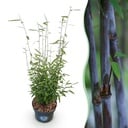 Gräser - Fargesia nitida Black Dragon - Bambus - Nicht Ausbreitend - Grün - 1 Pflanze - Topf 23 cm - Höhe 80 cm