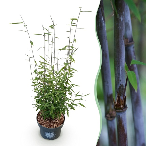 "Gräser - Fargesia nitida Black Dragon - Bambus - Nicht Ausbreitend - Grün - 1 Pflanze - Topf 23 cm - Höhe 80 cm image"