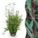 Gräser - Fargesia nitida Red Dragon - Bambus - Rutenlos - Grün - 1 Pflanze - Topf 23 cm - Höhe 80 cm