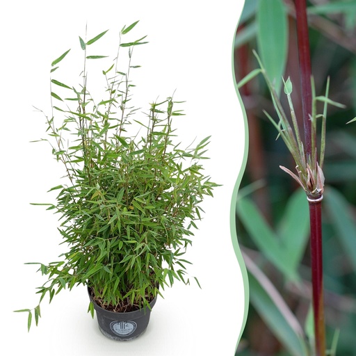 "Gräser - Fargesia nitida Red Dragon - Bambus - Rutenlos - Grün - 1 Pflanze - Topf 23 cm - Höhe 80 cm image"