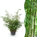 Gräser - Fargesia robusta Pingwu - Bambus - Nicht Wuchernd - Grün - 1 Pflanze - Topf 23 cm - Höhe 80 cm