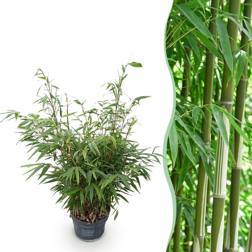 "Gräser - Fargesia robusta Pingwu - Bambus - Nicht Wuchernd - Grün - 1 Pflanze - Topf 23 cm - Höhe 80 cm image"