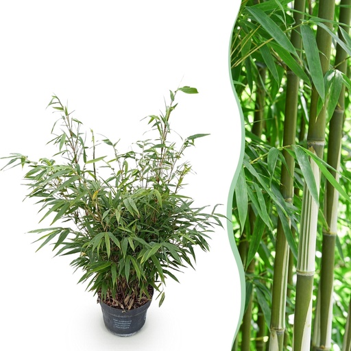 "Schirmbambus 'Pingwu' (Fargesia robusta) – winterhartes Ziergras, Topf-Ø 23 cm, Höhe ca. 80 cm image"
