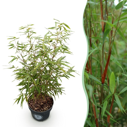 "Gräser - Fargesia scabrida Asian Wonder - Bambus - Nicht Ausbreitend - Grün - 1 Pflanze - Topf 23 cm - Höhe 80 cm image"
