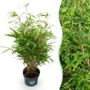 Gräser - Fargesia Rufa - Bambus - Nicht Ausbreitend - Grün - 1 Pflanze - Topf 23 cm - Höhe 80 cm