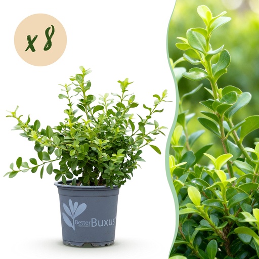 "Buxus Hecke - BetterBuxus Babylon Beauty - Resistenz gegen die Buxuskrankheit - 8 Pflanzen - 1 laufender Meter - Topf 9 cm Höhe 20-25 image"