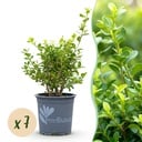 Buxus Hecke - BetterBuxus Babylon Beauty - Resistent gegen die Buxuskrankheit - 7 Pflanzen - 1 laufender Meter - Topf 10,5cm Höhe 25-30