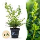 Buxus Hecke - BetterBuxus Babylon Beauty - Resistenz gegen den Buxus-Schimmel - 6 Pflanzen - 1 laufender Meter - Topf 13cm Höhe 30-35