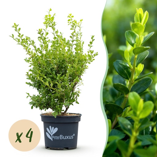"Buxus Hecke - BetterBuxus Babylon Beauty - Resistenz gegen die Buxuskrankheit - 4 Pflanzen - 1 laufender Meter - Topf 19cm Höhe 50-55 image"