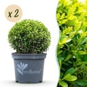 Buxus Kugel - BetterBuxus Skylight - Resistenz gegen den Buxus-Schimmel - 2 Pflanzen - Topf 23cm Kugel 25cm